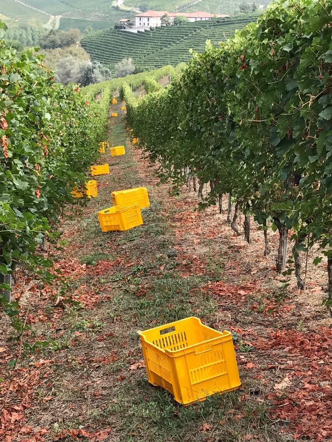 Agriturismo Tre Stelle Barbaresco Zewnętrze zdjęcie